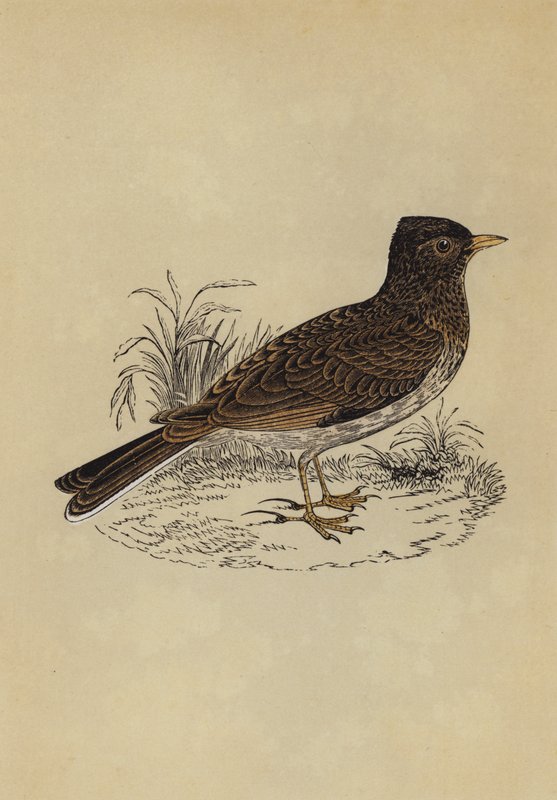 Skylark (farge litho) av English School