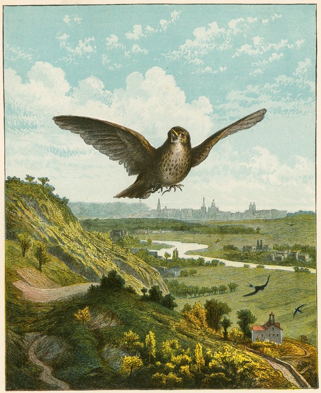 Skylærke av English School