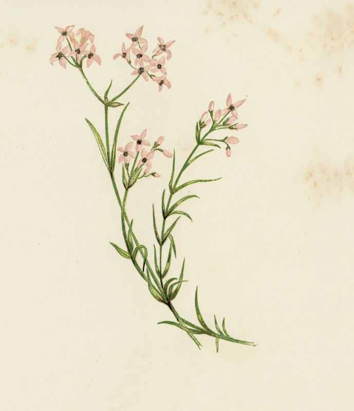 Liten Woodruff, Asperula Cynanchica (farge litho) av English School