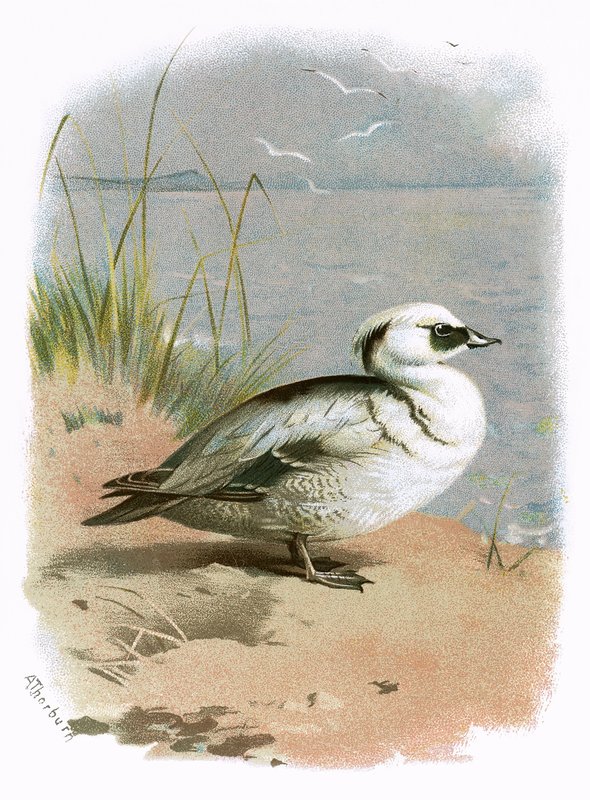 Smew av English School