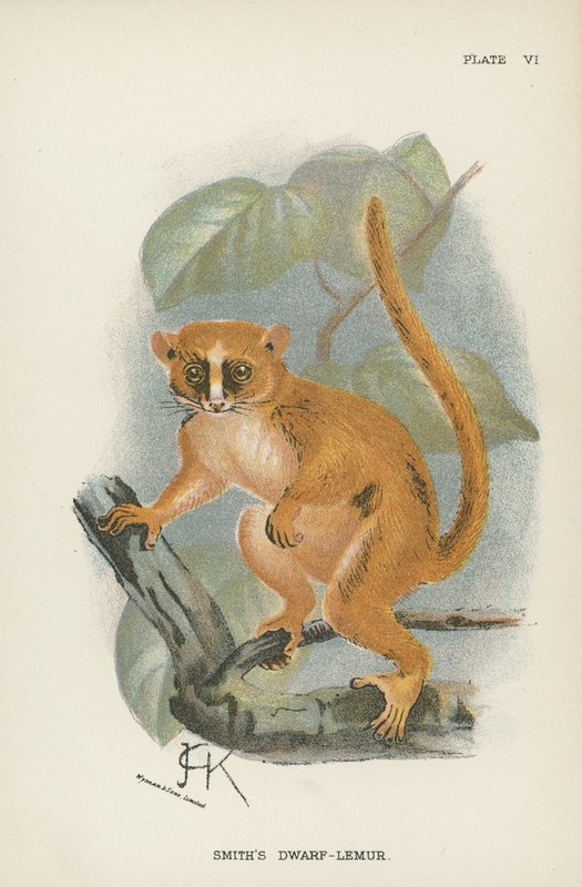 Smiths dverg-lemur av English School
