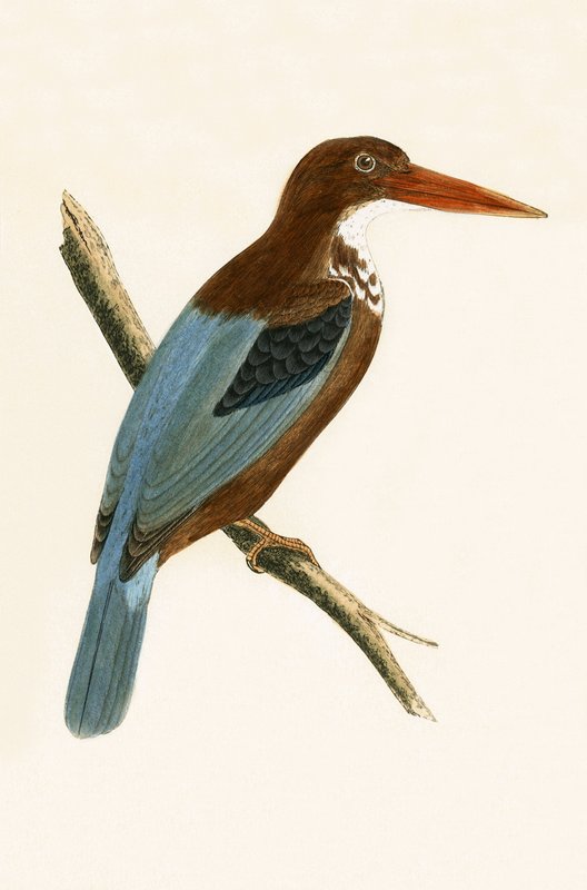 Smyrna Kingfisher, illustrasjon fra 'A History of the Birds of Europe Not Observed in the British Isles' av Charles Robert Bree (1811-86), utgitt 1867 av English School