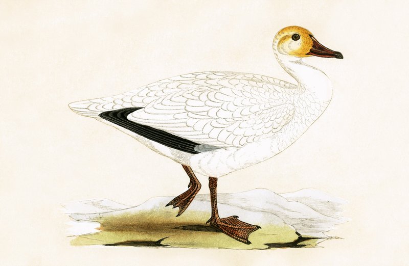 Snow Goose, illustrasjon fra 