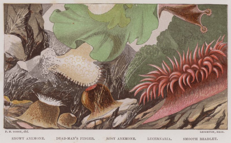 Snowy Anemone, Dead-Man's Finger, Rosy Anemone, Lucernaria, Smooth Beadlet (farge litho) av English School