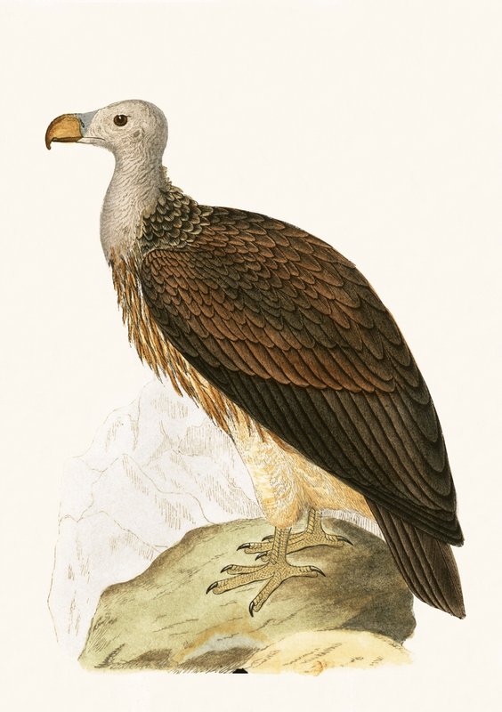 Sociable Vulture, illustrasjon fra 