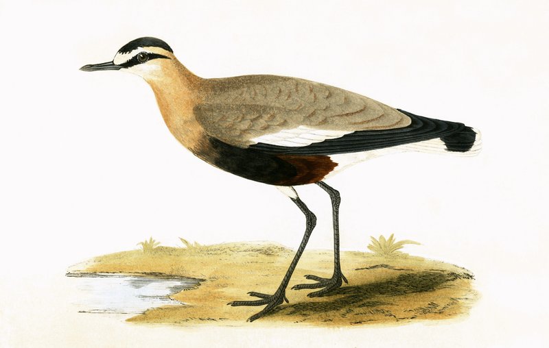 Social Plover, illustrasjon fra 'A History of the Birds of Europe Not Observed in the British Isles' av Charles Robert Bree (1811-86), utgitt 1867 av English School