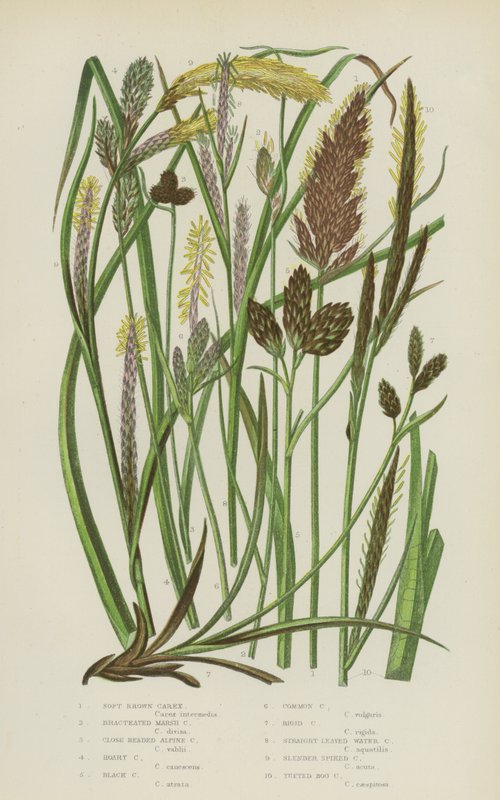 Soft Brown Carex, Bracteated Marsh Carex, Close Headed Alpine Carex, Hoary Carex, Black Carex … (farge litho) av English School