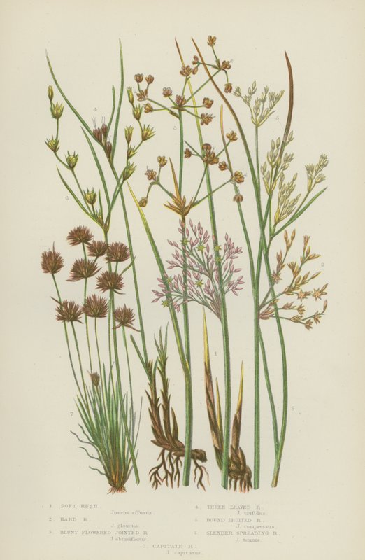Soft Rush, Hard Rush, Blunt-blomstret Joint Rush, Trebladet Rush, Rundfrukt Rush ... (farge litho) av English School