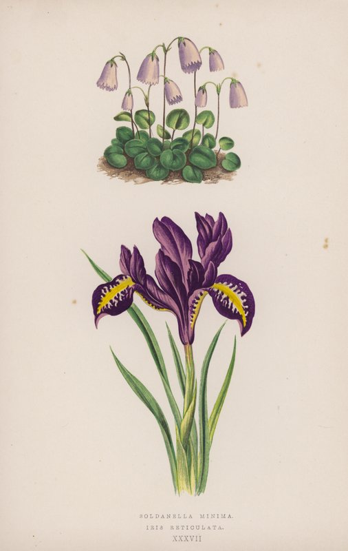 Soldanella Minima; Iris Reticulata (farge litho) av English School