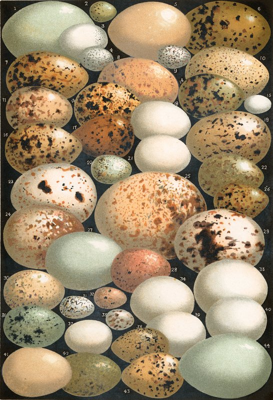 Noen favoritt britiske fugleegg av English School