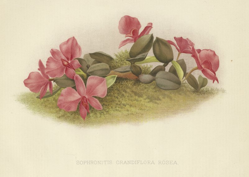 Sophronitis grandiflora rosea av English School