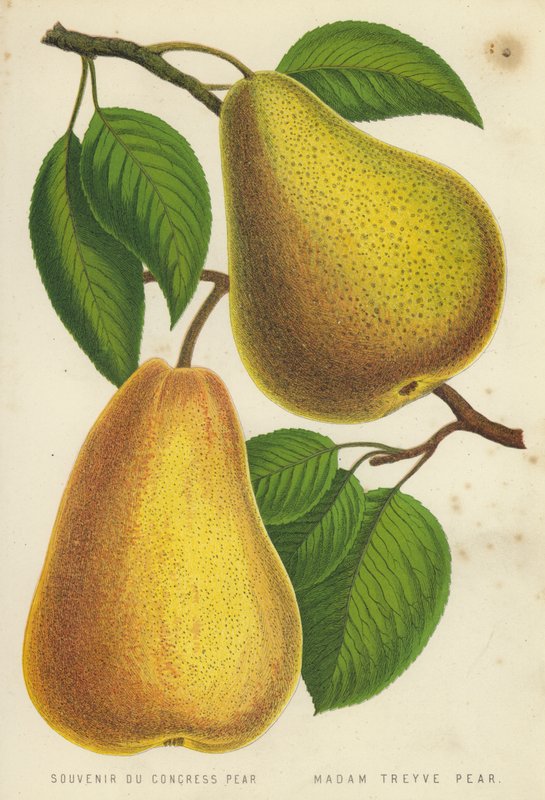 Souvenir Du Congress Pear, Madam Treyve Pear av English School