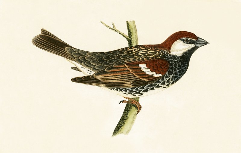 Spanish Sparrow, illustrasjon fra 