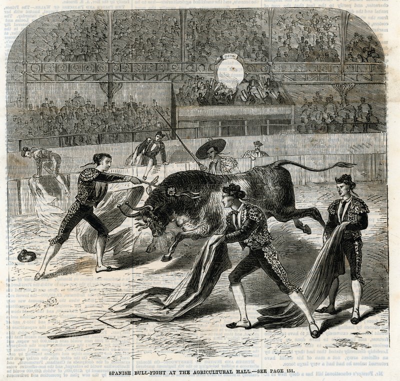 Spansk oksekamp i Agricultural Hall, Islington av English School