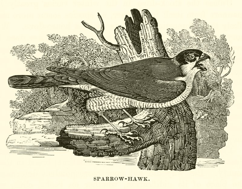 Sparrow-Hawk (gravering) av English School