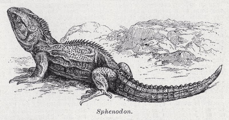 Sphenodon (litho) av English School