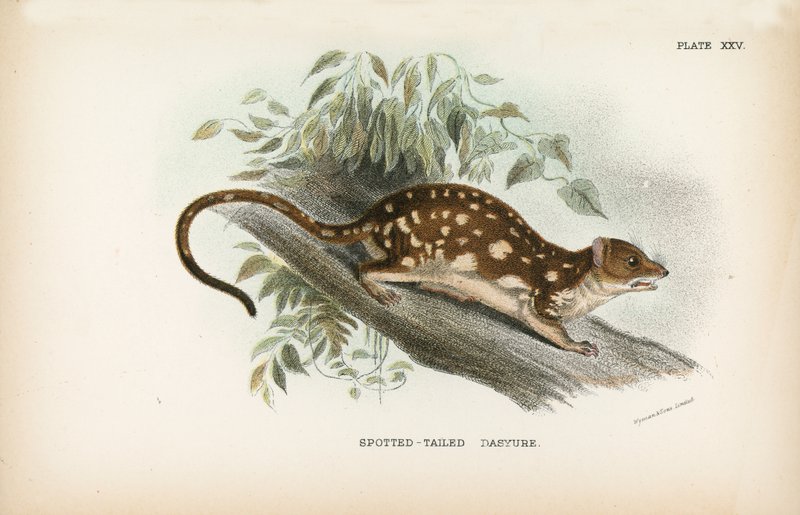 Spotted-tailed Dasyure av English School