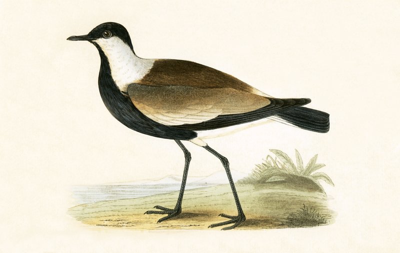 Spur Winged Plover, illustrasjon fra 