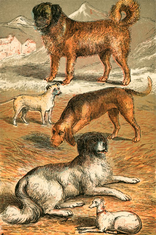 St Bernard, Bulldog, Bloodhound, Newfoundland og Italian Greyhound av English School