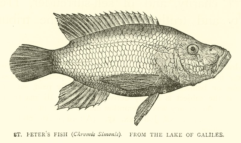 St Peters Fish (Chromis Simonis), fra Galileasjøen av English School