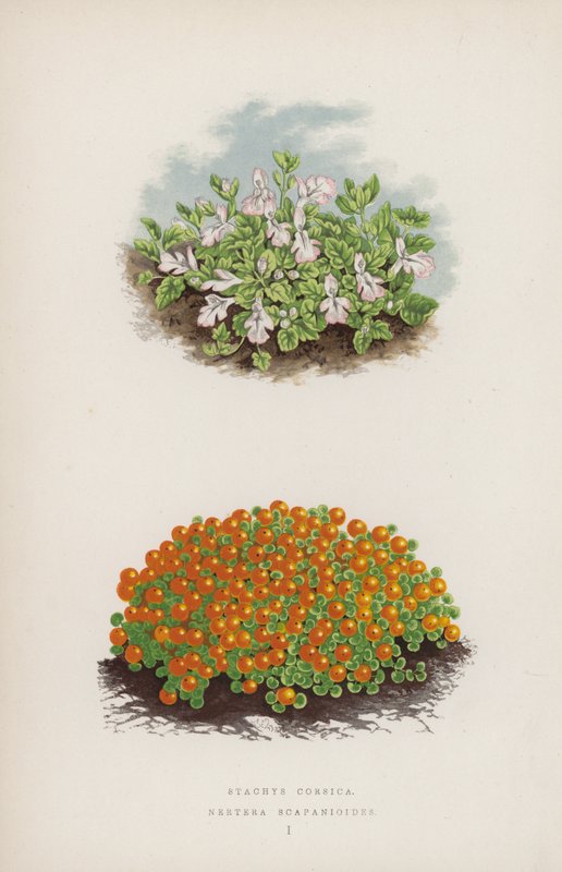 Stachys Corsica; Nertera Scapanioides (farge litho) av English School
