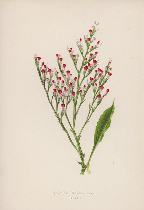 Statice Incana Nana (farge litho) av English School