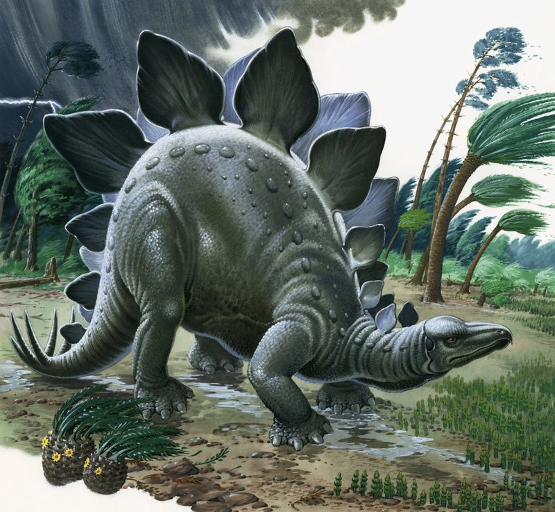 Stegosaurus av English School