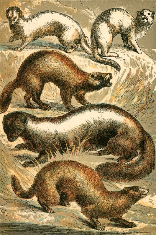 Stoat, Hermelin, Polecat, Skunk og Mink eller Minx av English School