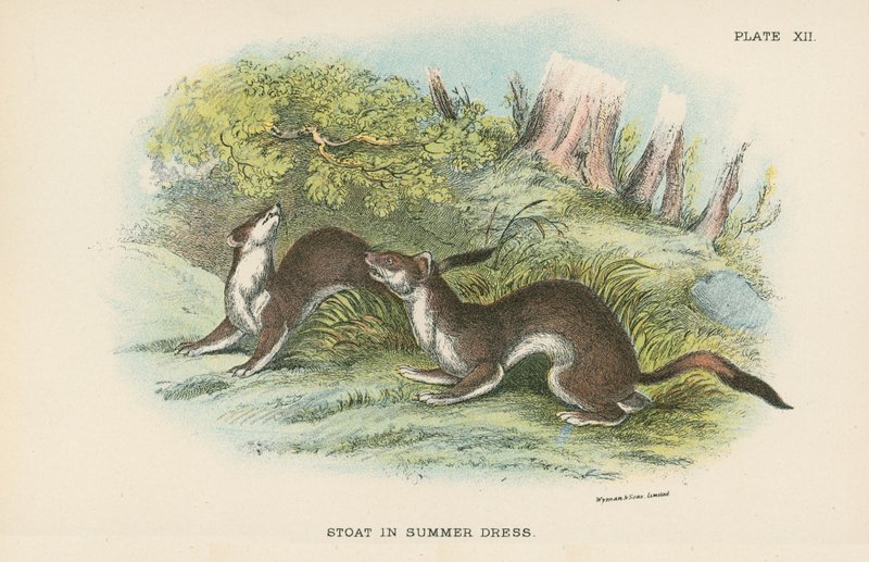 Stoat i sommerkjole av English School