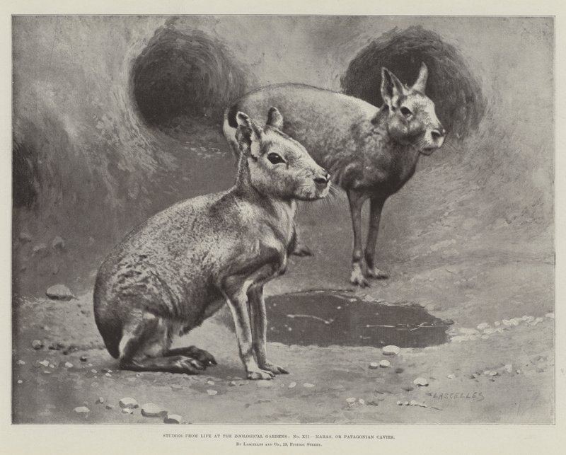 Studier fra Life at the Zoological Gardens, Maras eller Patagonian Cavies (litho) av English School