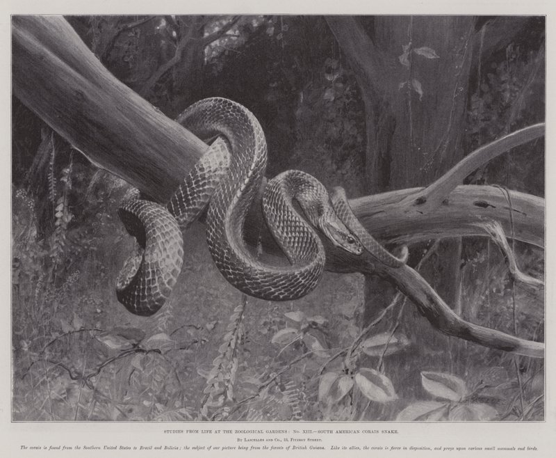 Studier fra Life at the Zoological Gardens, South American Corais Snake (litho) av English School