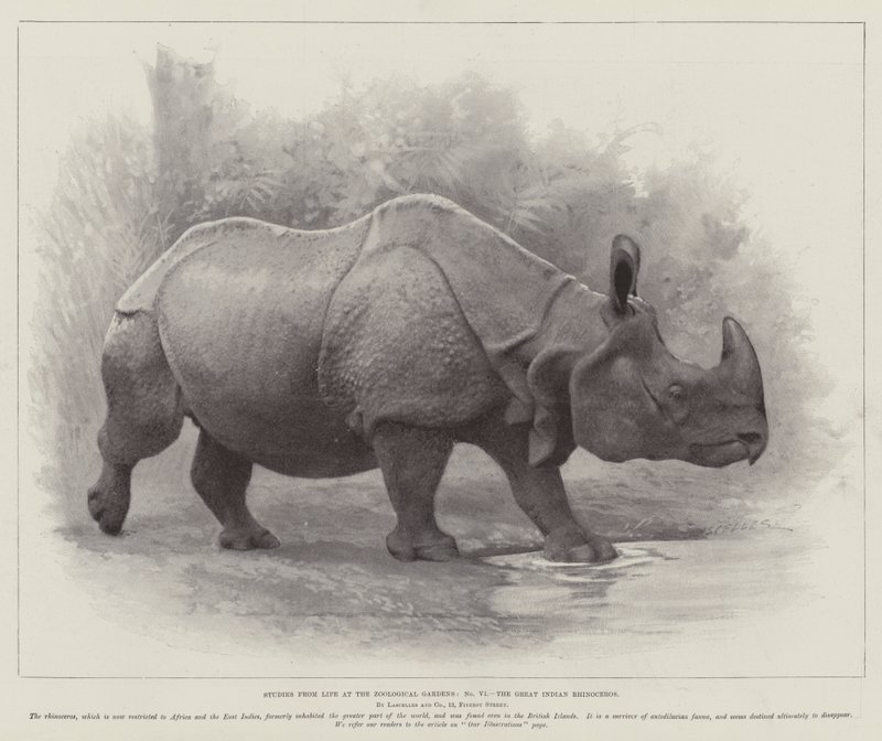 Studier fra Life at the Zoological Gardens, the Great Indian Rhinoceros (litho) av English School