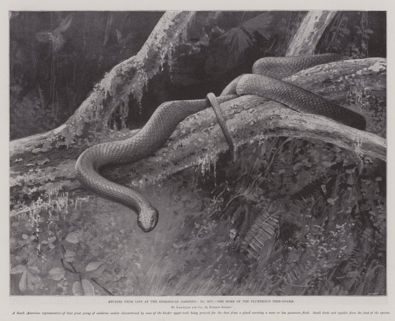 Studier fra Life at the Zoological Gardens, Home of the Plumbeous Tree-Snake (litho) av English School