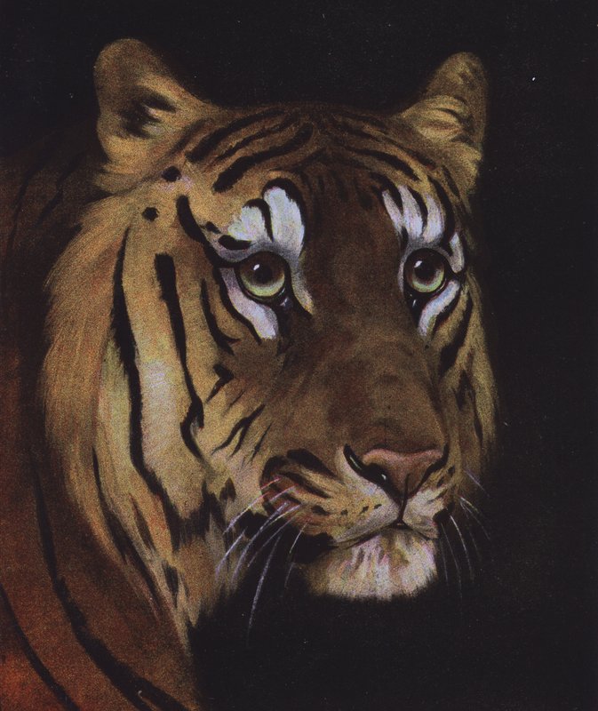 Studie av et tigerhode (farge litho) av English School