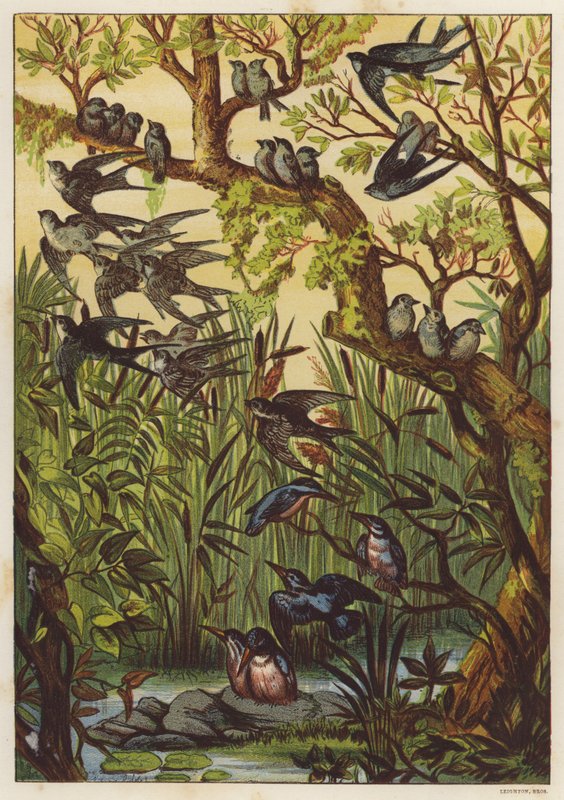 Sommerkveld med fugler (farge litho) av English School