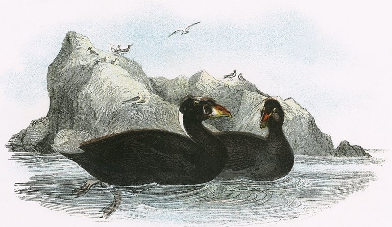 Surf Scoter av English School