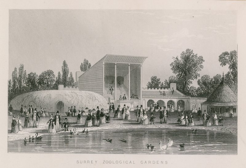 Surrey zoologiske hager av English School