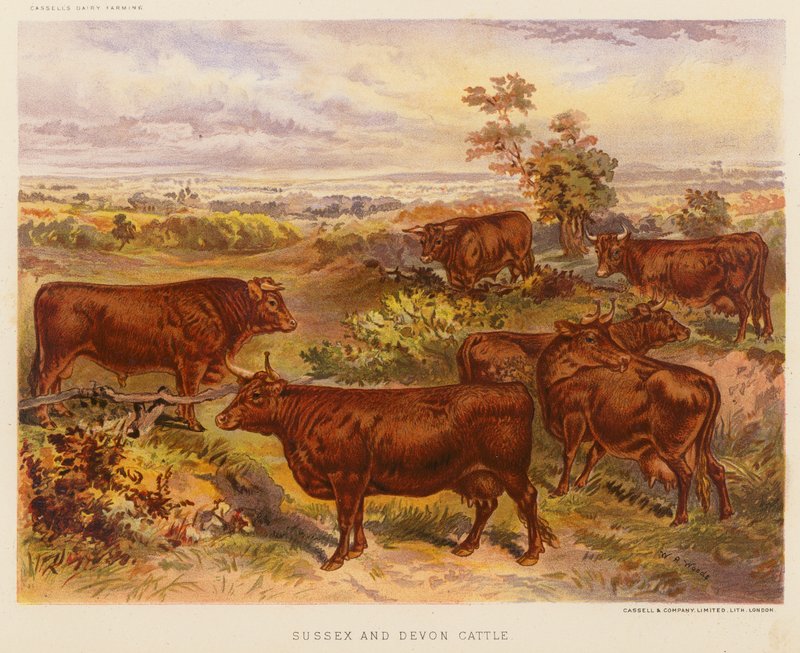 Sussex- og Devon-kveg (fargelitografi) av English School