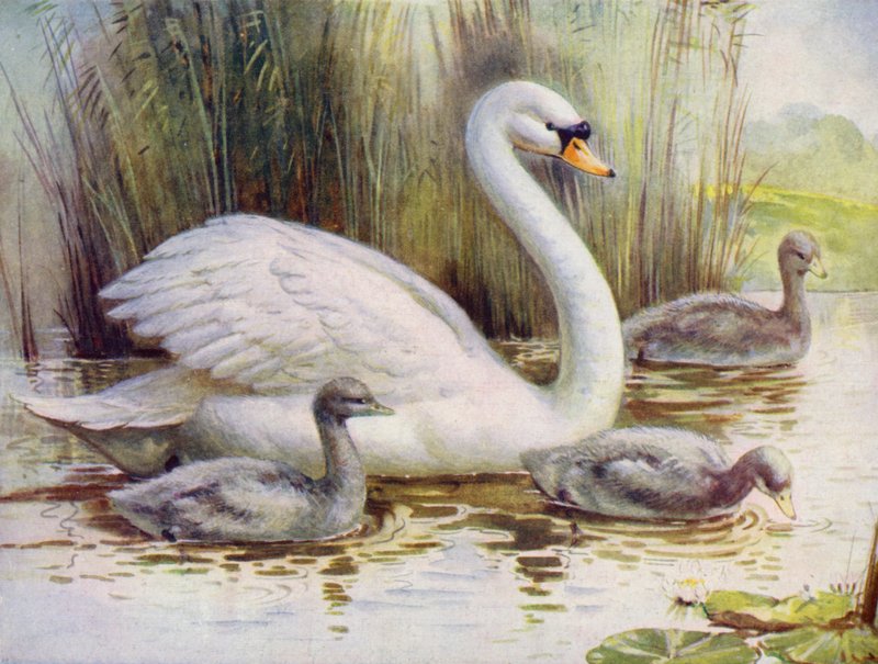 Svane og cygnets (farge litho) av English School