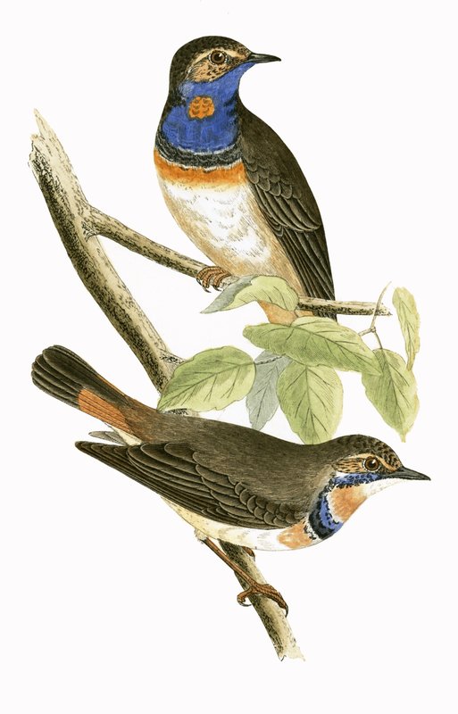 Svensk Blue Throated Warbler, illustrasjon fra 