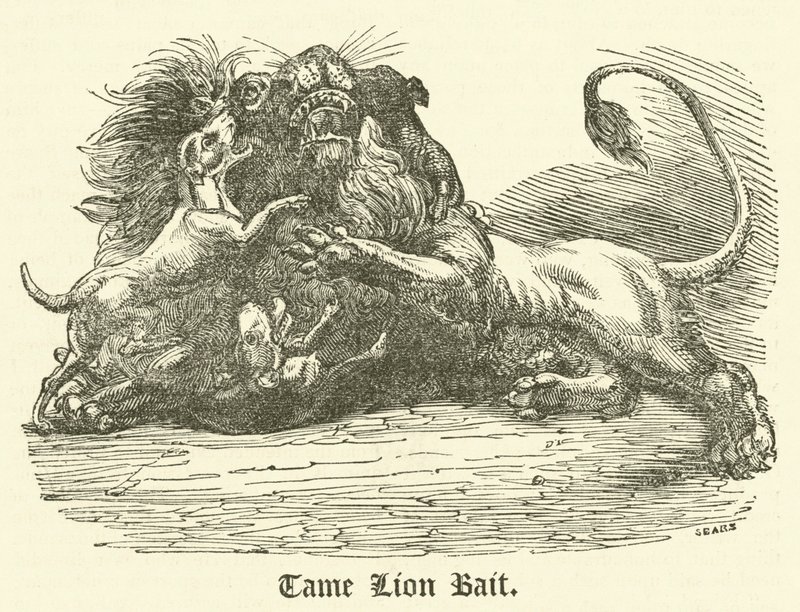 Tame Lion Bait (gravering) av English School