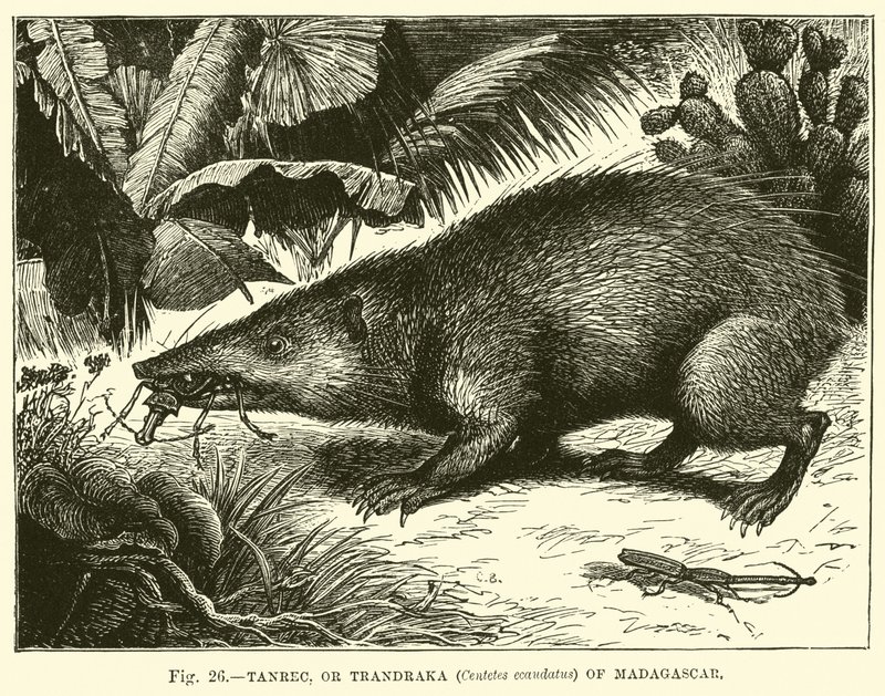 Tanrec, eller Trandraka (Centetes ecaudatus) fra Madagaskar av English School