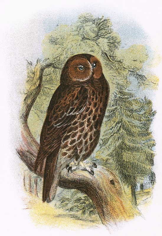Tawny Owl av English School