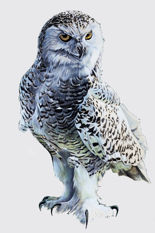 Tawny Owl av English School