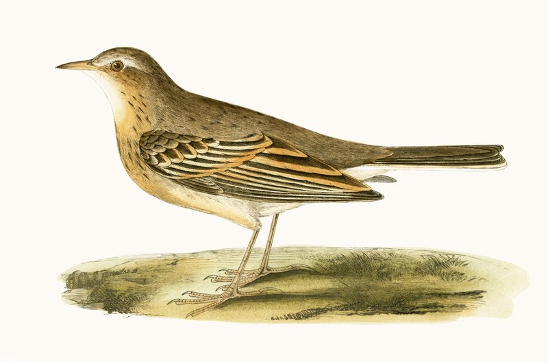 Tawny Pipit, illustrasjon fra 'A History of the Birds of Europe Not Observed in the British Isles' av Charles Robert Bree (1811-86), utgitt 1867 av English School