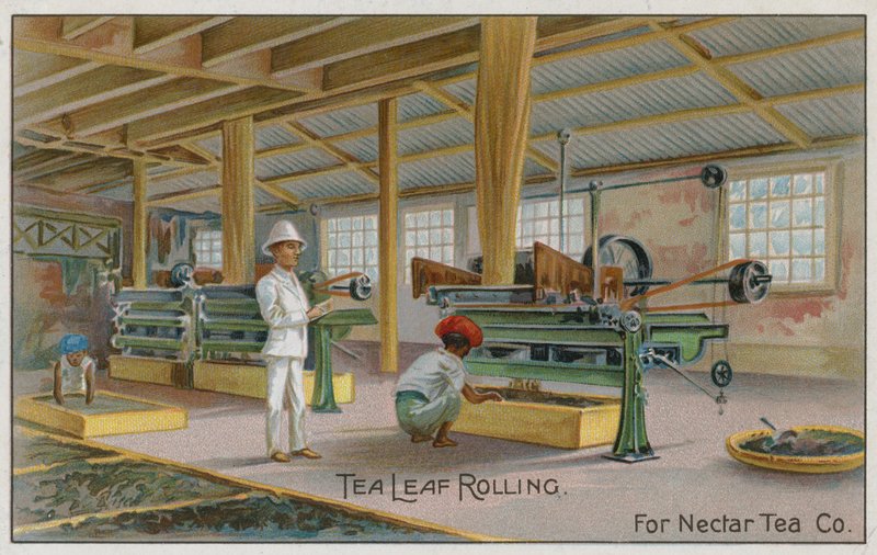 Tea Leaf Rolling, For Nectar Tea Co, handelskort av English School