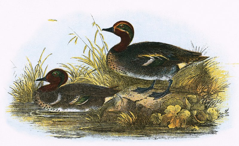 Teal (høyre) og American Teal (venstre) av English School