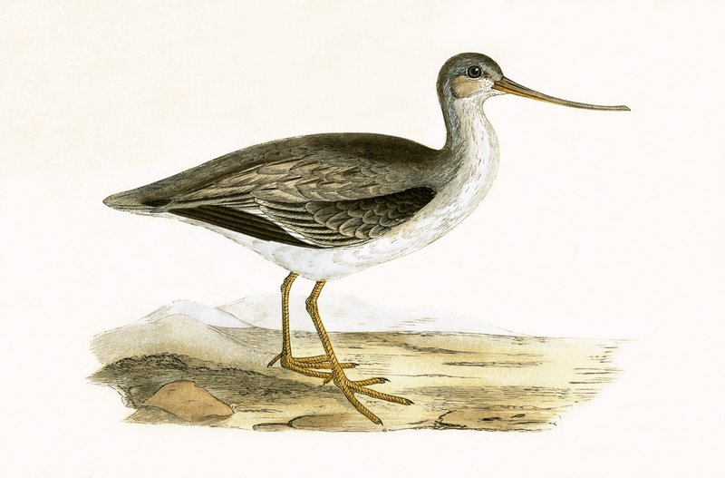 Terek Godwit, illustrasjon fra 