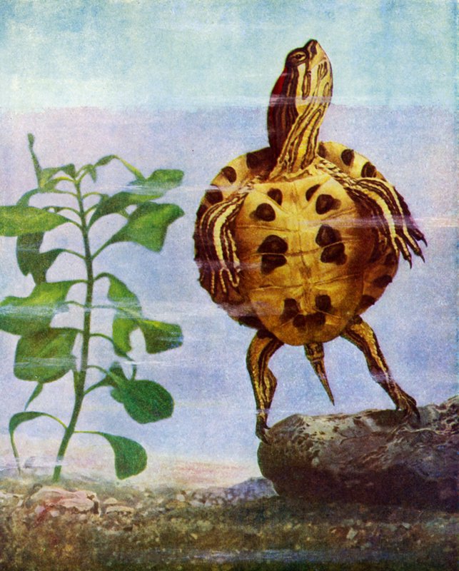 Terrapin av English School
