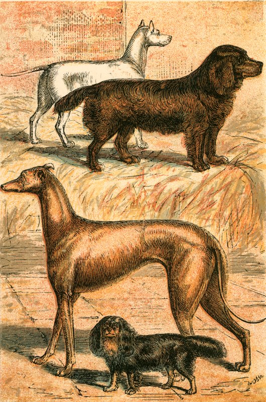 Terrier, Spaniel, Greyhound og King Charles Spaniel av English School